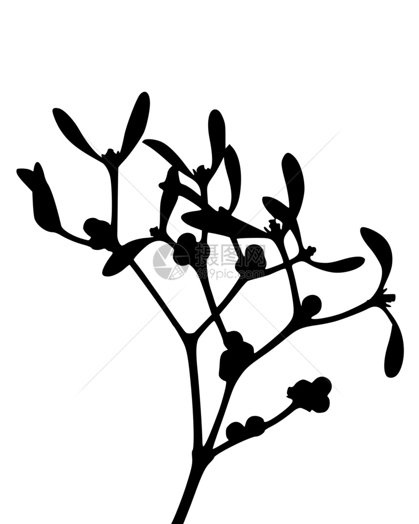 密寄托 Mistlete插图专辑黑色叶子枝条树叶植物内脏图片