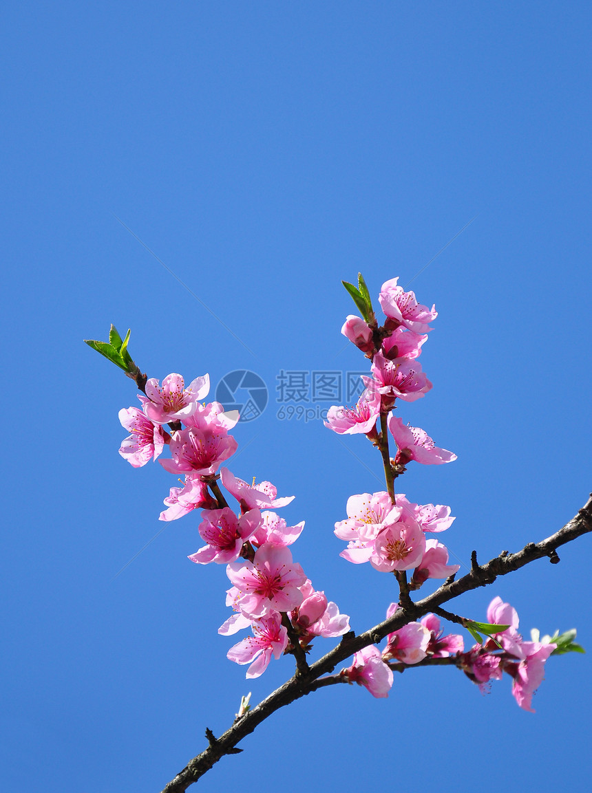 桃花植物群枝条花朵蓝色紫色粉色植物花园天空图片