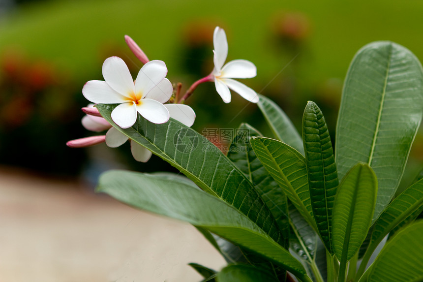 白色frangipani(露花)花朵图片