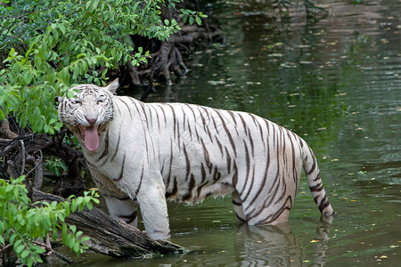 白色老虎白虎猫科条纹哺乳动物食肉动物园老虎生物敬畏晶须荒野背景