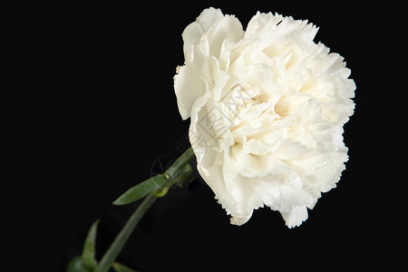白白康红色花花花瓣仪式植物群婚礼叶子胸花礼物花店植物小枝背景图片