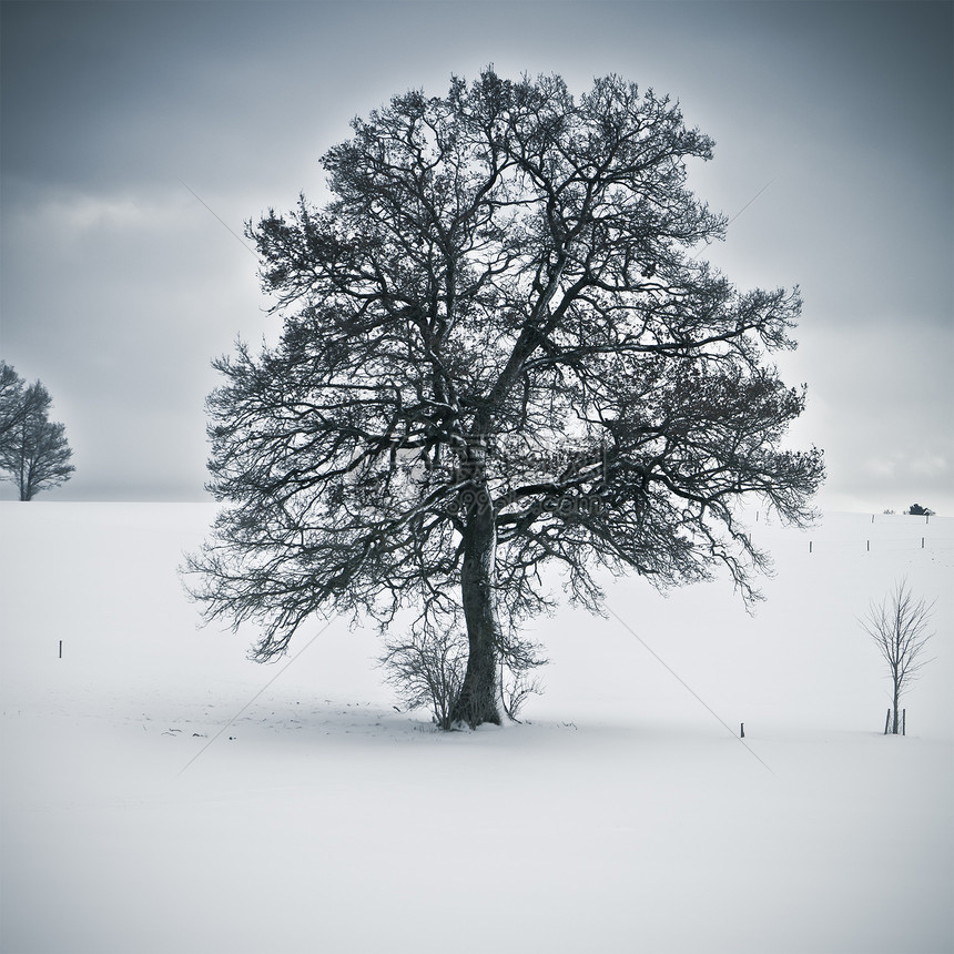 雪树季节国家场景农村寒意场地天气蓝色孤独天空图片