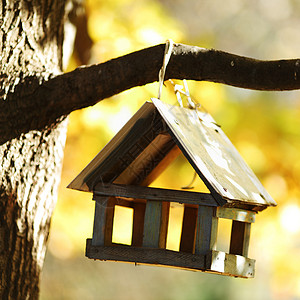 秋林中的鸟屋叶子花园季节生态森林植物桌子天空巢箱帮助背景图片