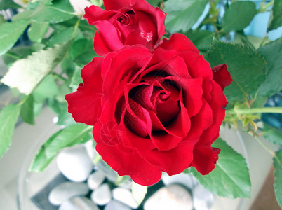 富红玫瑰背景图片
