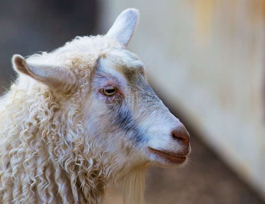 羊头耳朵白色羊肉羊毛哺乳动物乐趣农场乡村眼睛生物图片