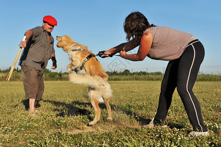 训练攻击犬背景图片