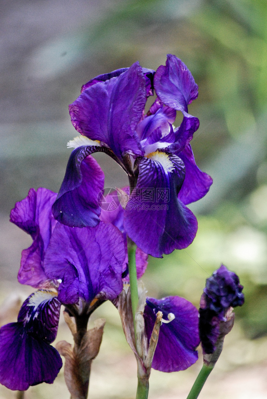 维奥莱特伊里斯鸢尾花花瓣紫色植物公园图片