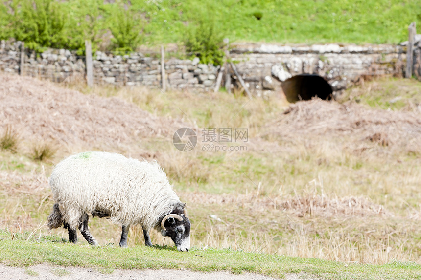 英格兰北约克郡 北约克郡草地上的绵羊图片