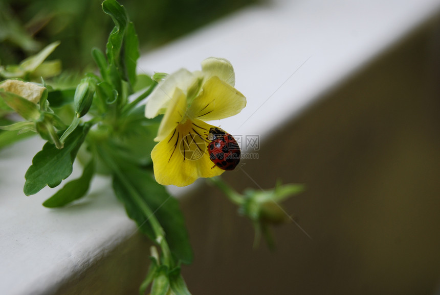 朋友之友瓢虫红色叶子花园黄色三色昆虫中提琴图片