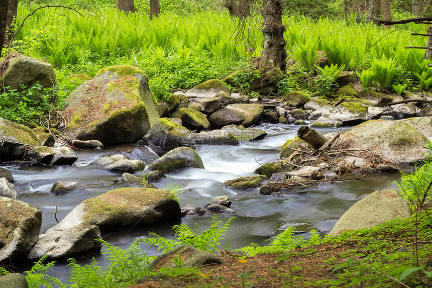波希米亚森林中的小野河蕨类环境洪水沉思石头运动木头细流生态公园图片
