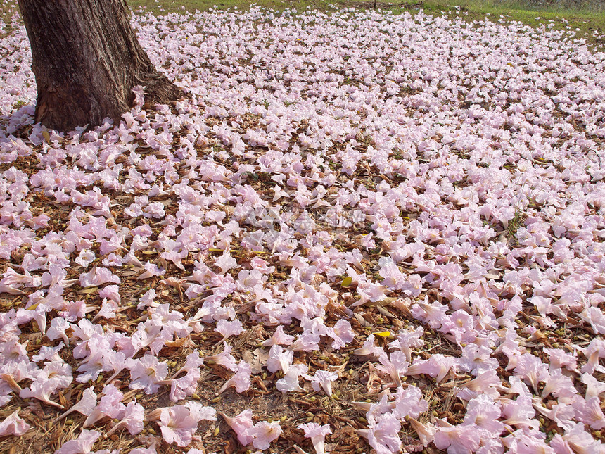 粉粉喇号树烟草喇叭环境公园农村国家土地蔷薇地面植物图片