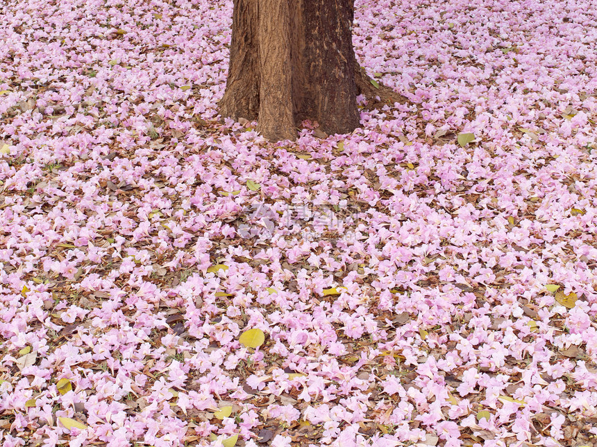 粉粉喇号树环境蔷薇树干粉色植物地面植物学土壤喇叭公园图片