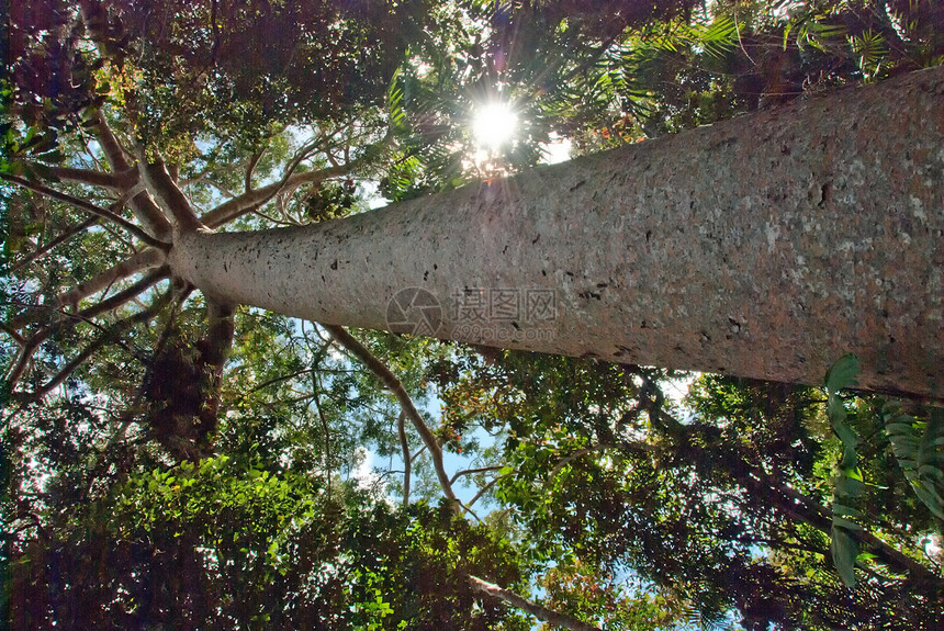 前往库兰达的路上有雨林环境木头叶子情调荒野流动遗产风景天篷绿色植物图片