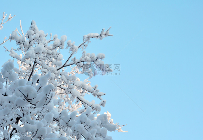 积雪冰雪 树枝上的冰雪蓝色森林公园植物雪花气候季节水晶冻结植物群图片