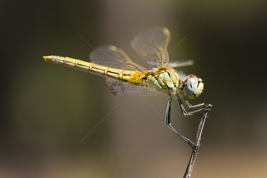 红黄飞镖蜻蜓漏洞昆虫池塘女性身体黄色捕食者异翅目翅膀图片