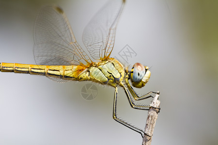 普通镖蜻蜓美丽的漏洞高清图片