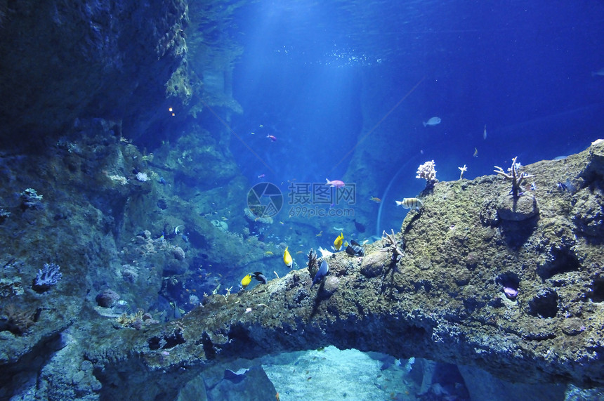 大水族馆里有很多海鱼图片