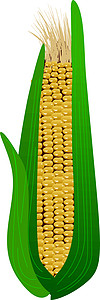 叶子上含玉米的耳背景图片