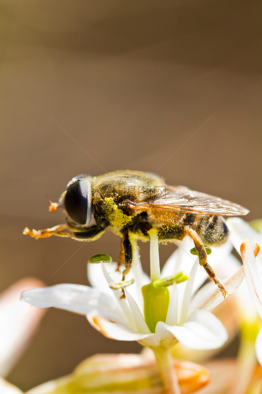 蜜蜂用鲜花喂养野生动物宏观动物群翅膀天线荒野花粉黄色生活昆虫图片