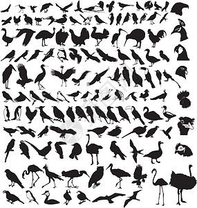 戴胜不同鸟群的大数组鸽子秃鹰起重机鹦鹉矢量大肠杆菌火烈鸟鹤鸟山雀白鹭插画