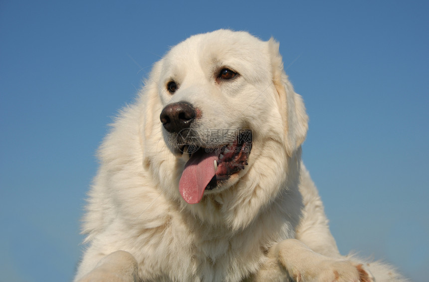 牧羊人警卫天空舌头牧羊犬坡头伴侣宠物动物蓝色白色图片