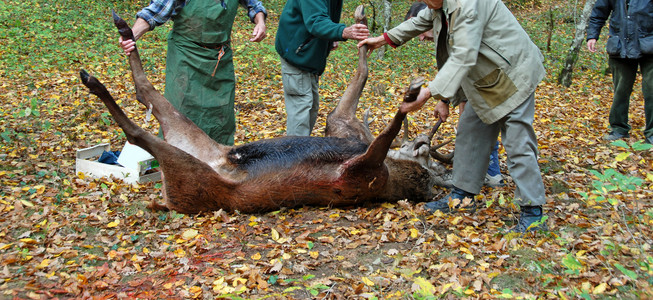 猪鹿鹿和屠夫猎人鹿角森林狍子鹿肉猎狐动物男性背景