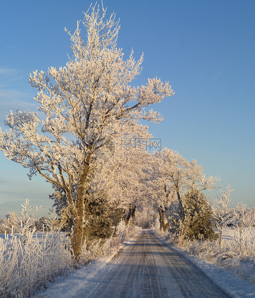 冬季风景桦木天气公园田园树木森林阳光气候季节场景图片