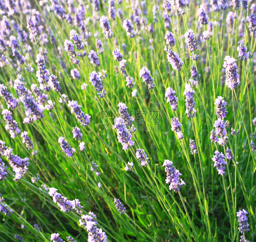 淡紫花作为背景香气薰衣草疗法场地园艺农田草本植物香水紫色植物图片