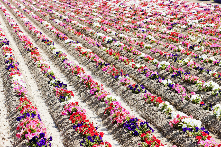 法国普罗旺斯 普罗旺斯场地红色植被粉色种植园农业外观花田植物园艺图片