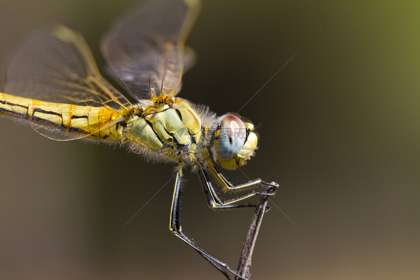 红黄飞镖捕食者荒野红色翅膀漏洞女性黄色红脉植物昆虫图片