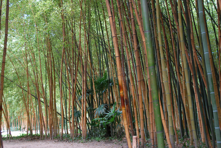 竹木林叶子环境公园森林棕榈图片
