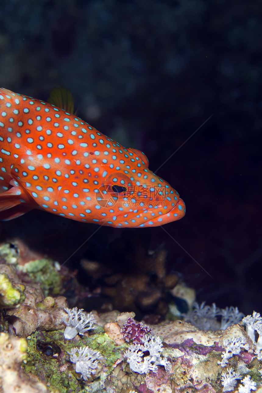 红海的珊瑚遗迹野生动物绿色热带射线异国海景环境盐水后肢太阳图片