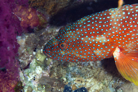 珊瑚后肢水下野生动物高清图片