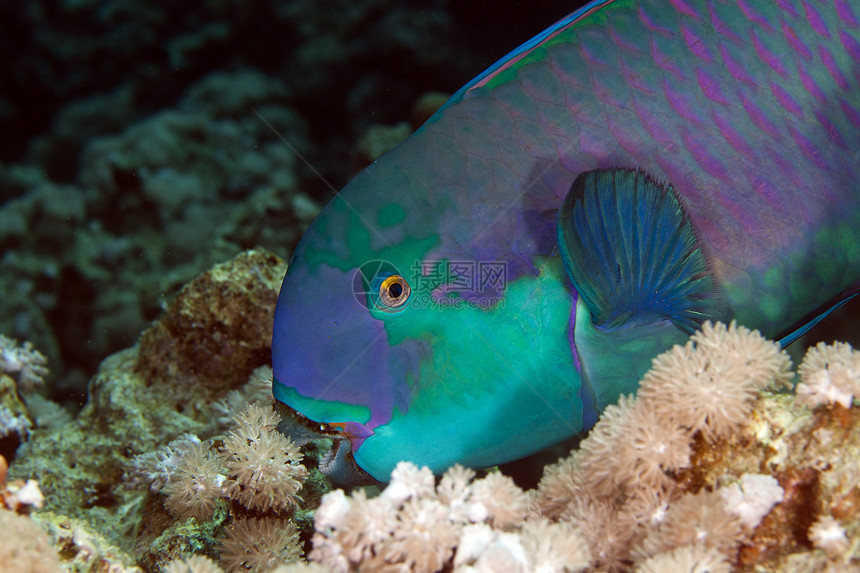 红海的鹦鹉鱼环境情调珊瑚海景红色射线绿色盐水荒野蓝色图片