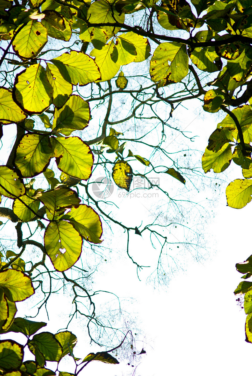 树上的绿叶射线公园树叶植物学森林植物木头生长花园阳光图片