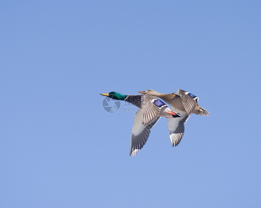 两个鸭子羽毛野生动物游戏眼睛翅膀打猎男性水禽鸟类蓝色图片