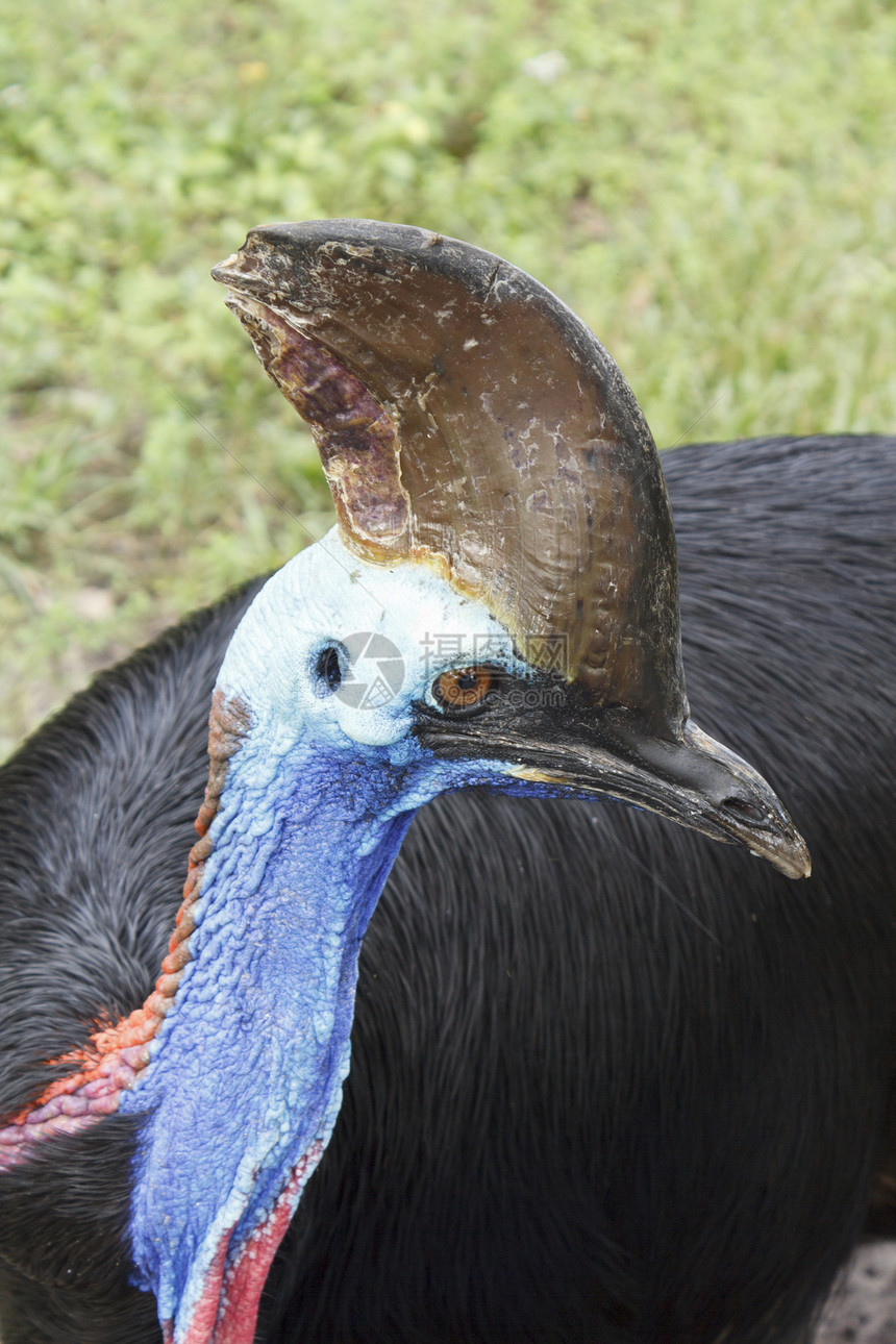 Cassowary (卡苏里乌斯)图片