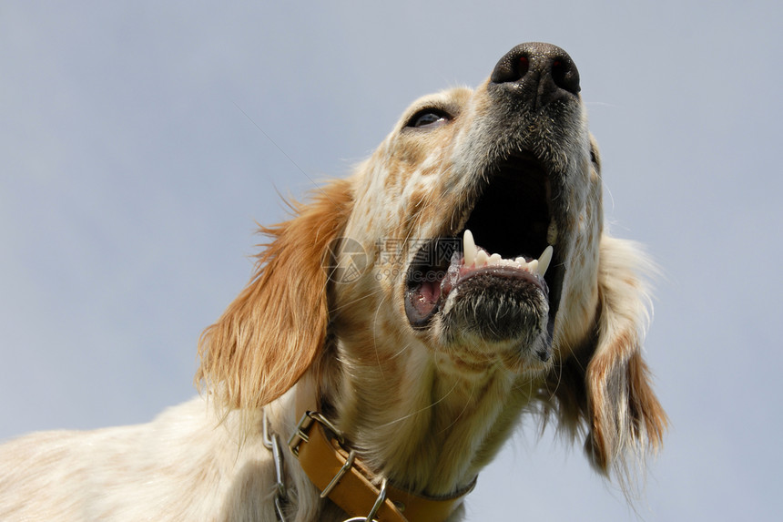 英语设置器宠物犬类猎狗白色牙齿动物二传手图片