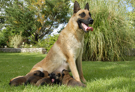 营养不良和小狗宠物动物高度牧羊人家庭警卫女性海拔伴侣母亲背景图片