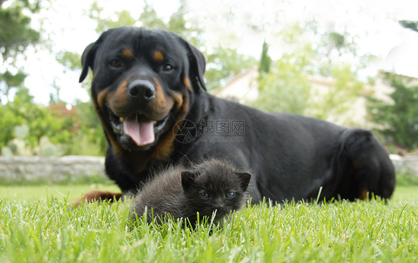 小猫和罗威纳犬友谊动物朋友警卫风险黑色宠物朋友们灰色舌头图片