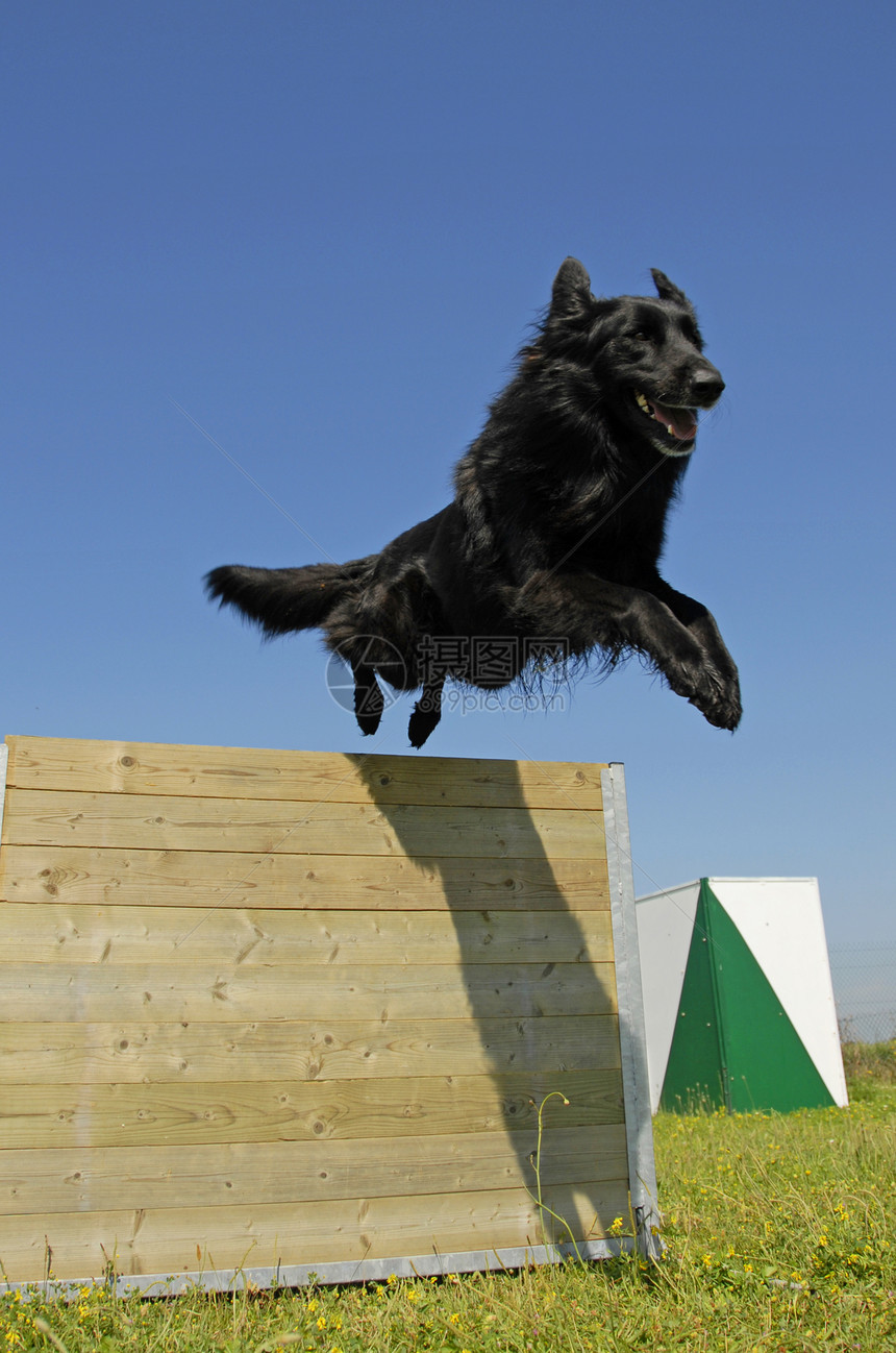 跳跳黑狗黑色警卫动物运动场地宠物伴侣训练绿色牧羊犬图片