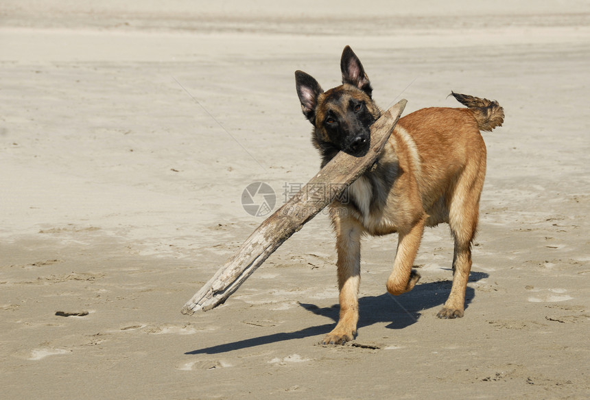 玩牧羊犬玩具跑步宠物海滩小狗警卫警察牧羊人伴侣牙齿图片