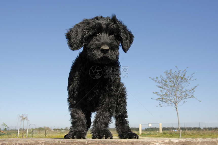 小狗犬类宠物动物蓝色天空黑色水犬图片