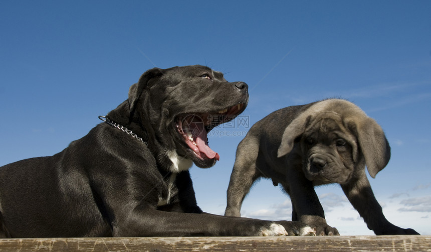 意大利大公母和小狗伴侣意大利语宠物母亲甘蔗灰色婴儿警卫图片
