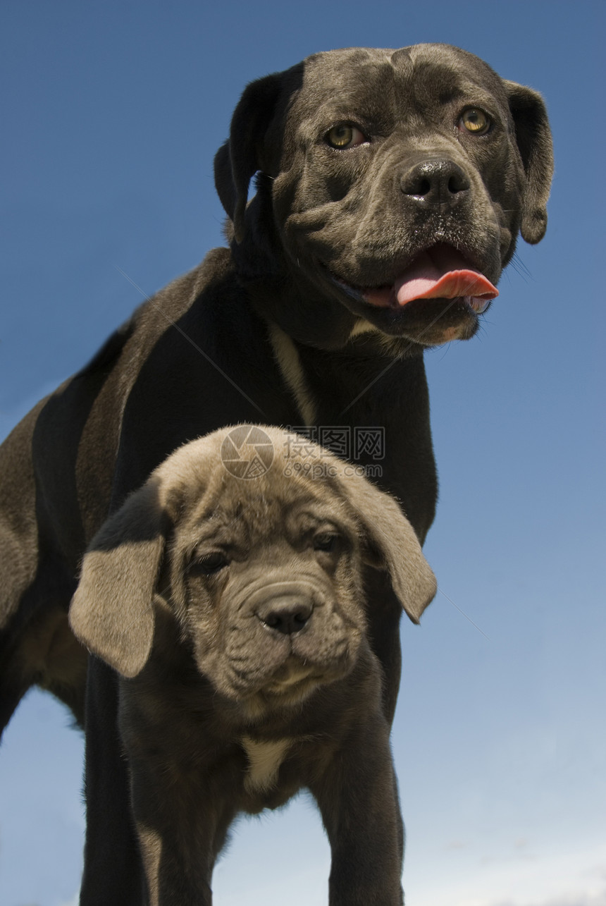 意大利大公母和小狗意大利语宠物婴儿甘蔗警卫母亲伴侣灰色图片