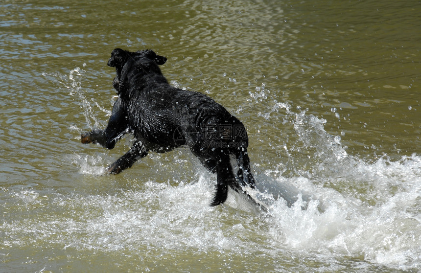 游泳法国牧羊人伴侣朋友酱油牧羊犬宠物白色警卫幸福黑色图片
