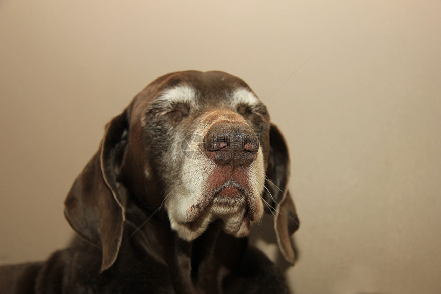 11岁的德国短头发指针的肖像动物哺乳动物灰色犬类宠物棕色白色猎狗短毛图片