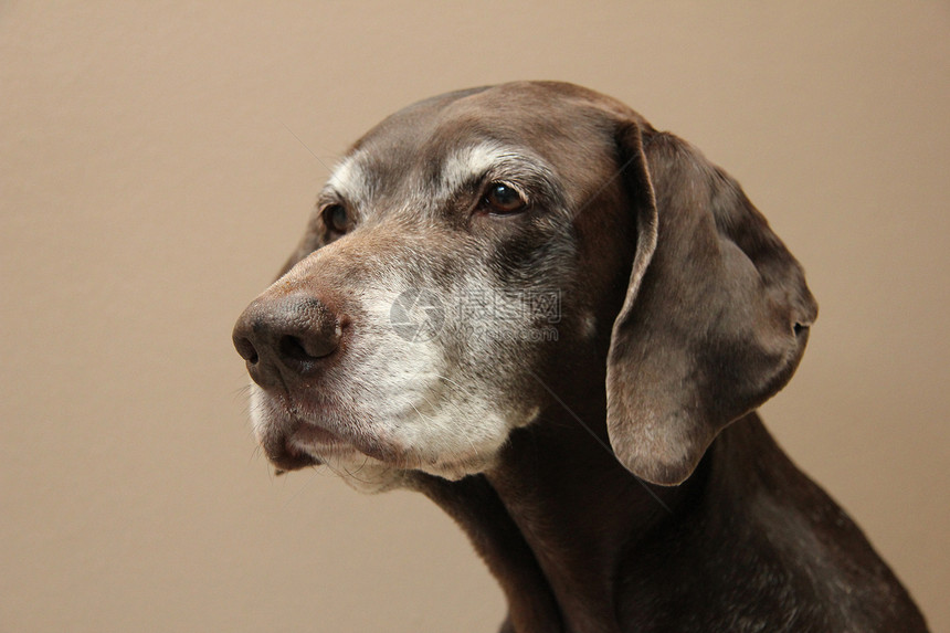 11岁的德国短头发指针的肖像短毛灰色白色宠物棕色哺乳动物猎狗犬类动物图片