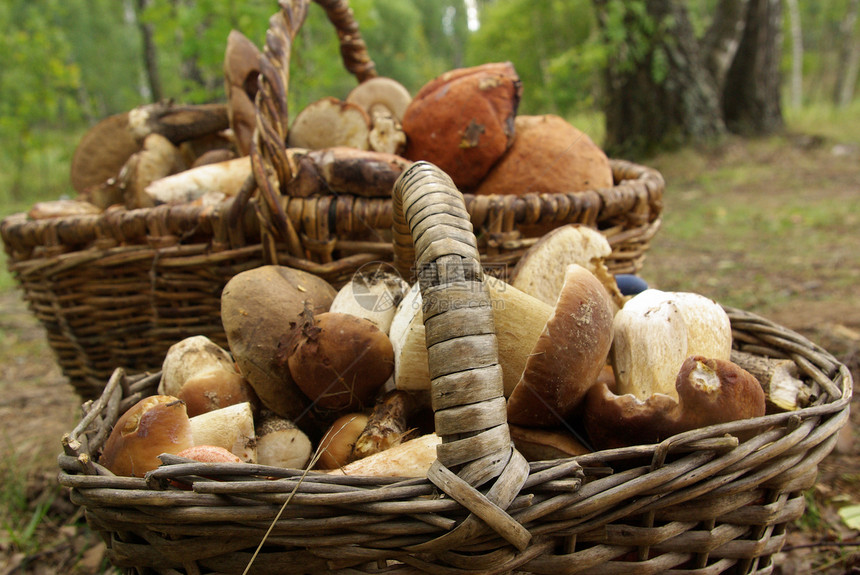 两篮蘑菇菌状公园蔬菜偏头痛收成爱好荒野森林篮子季节图片