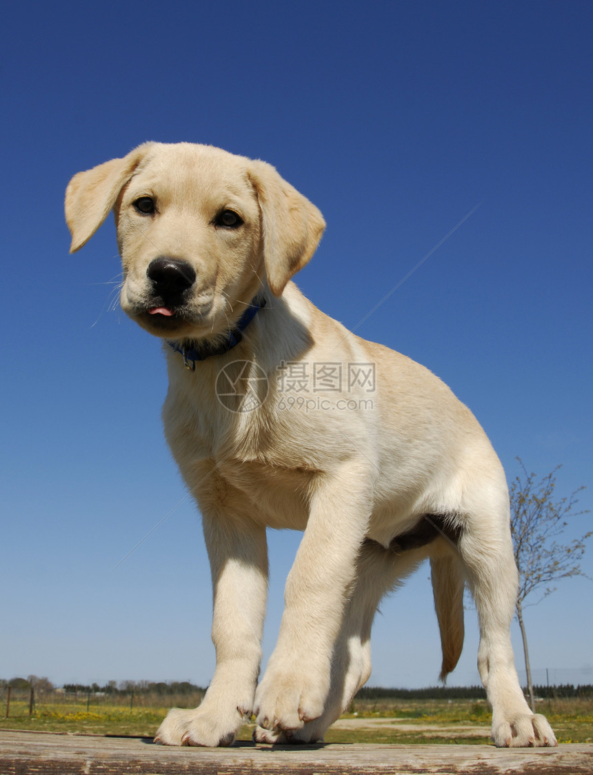 小狗拉布拉多猎人动物猎犬宠物黄色朋友伴侣打猎舌头图片